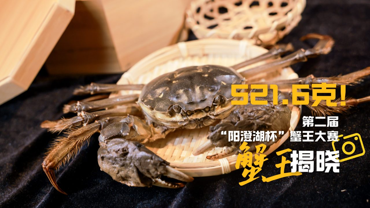 521.6克！421.2克！阳澄湖蟹王蟹后震撼出炉！第二届“阳澄湖杯”蟹王大赛圆满收官